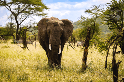 Elephant walking in middle of the forest.